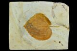Fossil Leaf (Davidia) - Montana #120851-1